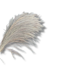 Buquê Desidratado Rabo De Lobo Natural Grande 90cm Casamento