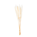 Mini Pampas Pluma Grass Desidratado 70cm Hastes Naturais