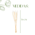 Mini Pampas Pluma Grass Desidratado 70cm Hastes Naturais