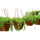 1 Planta Colar De Pérola Verde Rosário Natural cuia 13