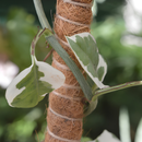 Tutor De Coco Flexível Plantas Sustentação Ecológico Natural