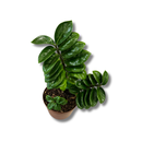 1 Planta Zamioculca Zenzi Verde Zamio Zaza Verde