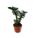 1 Planta Zamioculca Zenzi Verde Zamio Zaza Verde