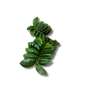1 Planta Zamioculca Zenzi Verde Zamio Zaza Verde