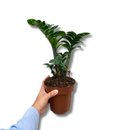 1 Planta Zamioculca Zenzi Verde Zamio Zaza Verde